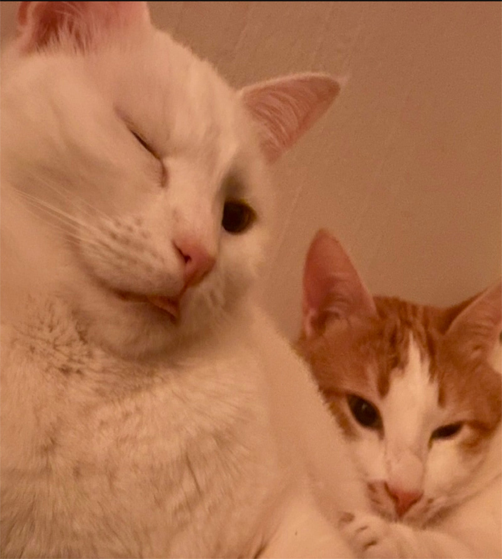 Elsa & Findus